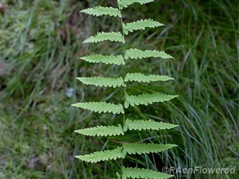Plant form